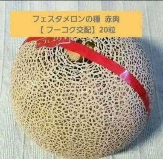 フェスタメロンの種 赤肉【 フーコク交配】20粒