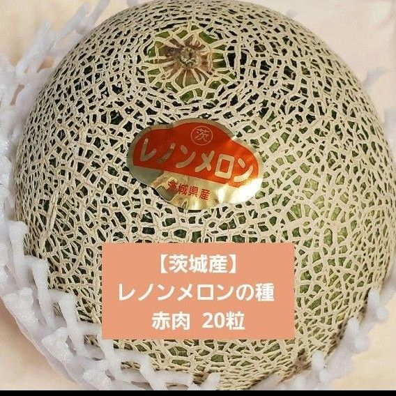 【茨城産】レノンメロンの種 赤肉 20粒