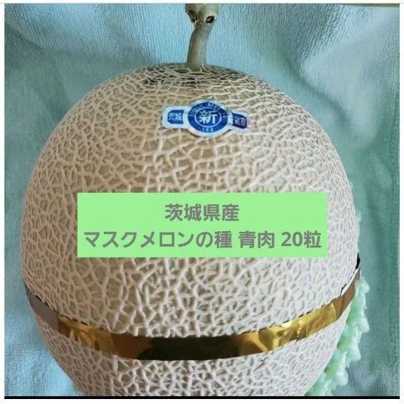 【茨城県産】マスクメロンの種 青肉 20粒