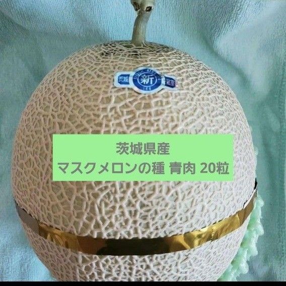 【茨城県産】マスクメロンの種 青肉 20粒