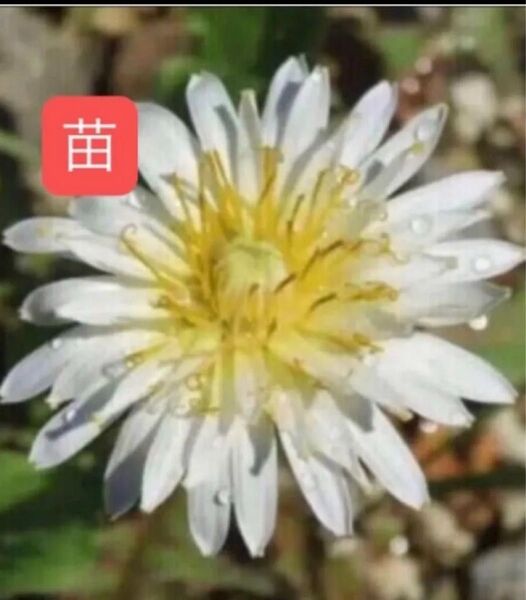 即購入禁止 シロバナタンポポ レアな白い蒲公英 山野草