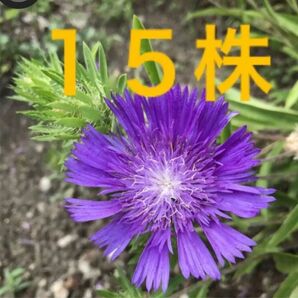 ストケシア 15株 セントーレア 矢車菊 多年草 北アメリカ原産 即購入禁止