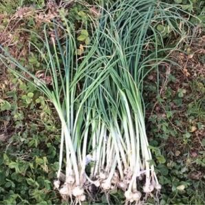 ノビル 10球 苗 よく殖え沢山採れる野蒜 栽培簡単 春の山野草