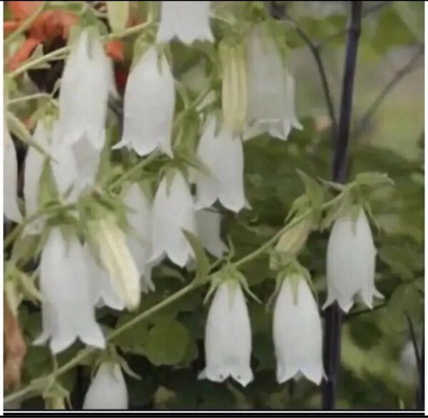 カンパニュラ 3株 ホタルブクロ 白花 雨降花 宿根草 茶花 山野草 多年草 即購入禁止
