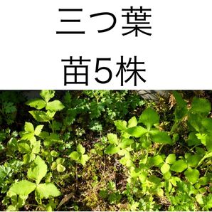 三つ葉 苗5株 ミツバ 山菜 無農薬 即購入禁止