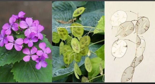 ルナリア 1株 花苗 2年草 合田草 大判草 山野草