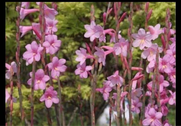 Watsonia ワトソニア 4球 芽出し球根 即購入禁止 整然と並んで咲くワトソニア