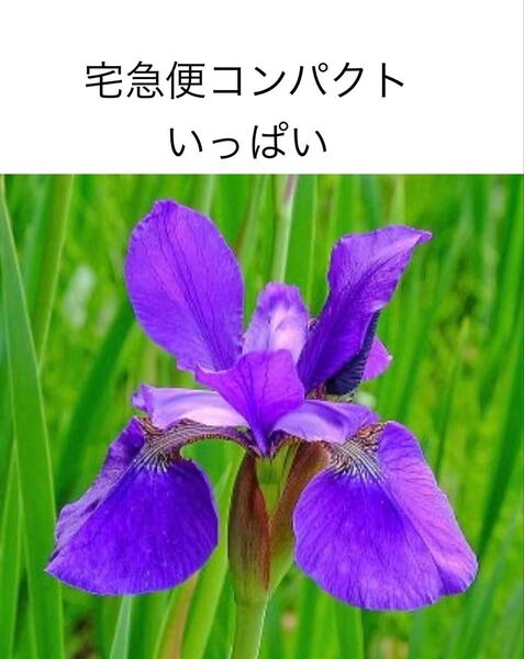 アヤメ 球根 宅急便コンパクトいっぱい 宿根草