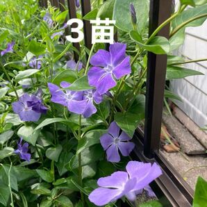 ツルニチニチソウ3苗