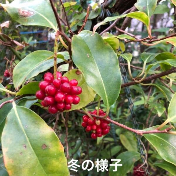 ビナンカズラ★美男葛★サネカズラ★抜き苗★常緑強健種★冬には可愛い実が楽しめる★山野草★つる性植物壁面緑化に★おまとめ・増量歓迎