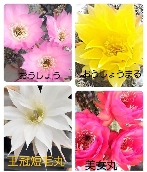 花サボテン 抜き苗 紅小町 王冠短毛丸 美女丸 黄掌丸 4種