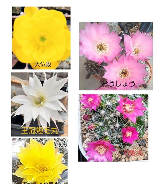 サボテン 花サボテン 抜き苗 6種 大仏殿 白麗丸 月影丸 カルメナエ王冠短毛丸 黄掌丸