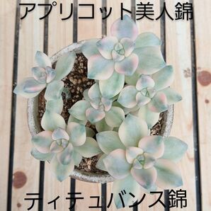多肉植物 ティテュバンス錦 アプリコット美人錦 抜き苗 全部【宅急便コンパクト】