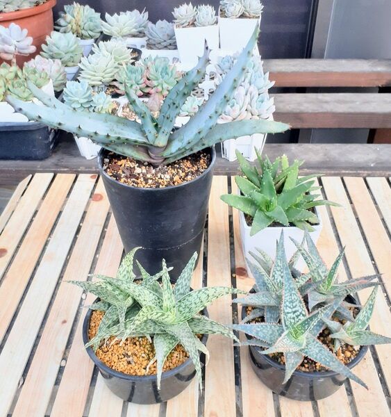多肉植物 アロエ 抜き苗 全部【宅急便】