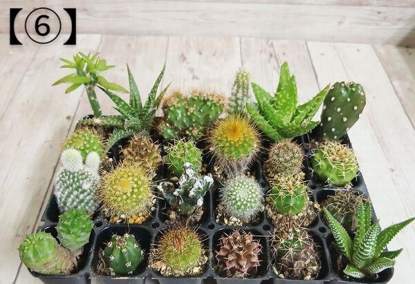 【⑥】多肉植物 ミニサボテン 抜き苗 24個