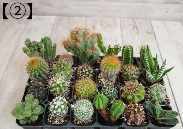 【②】多肉植物 ミニサボテン 抜き苗 24個