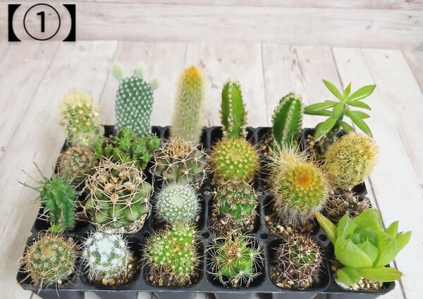 【①】多肉植物 ミニサボテン 抜き苗 24個