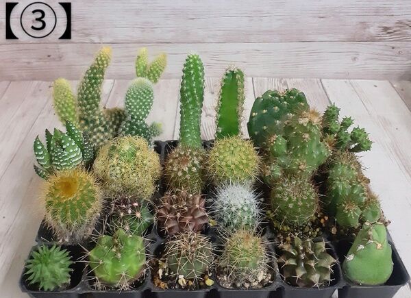 【③】多肉植物 ミニサボテン 抜き苗 24個