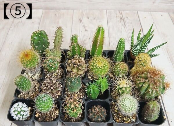 【⑤】多肉植物 ミニサボテン 抜き苗 24個