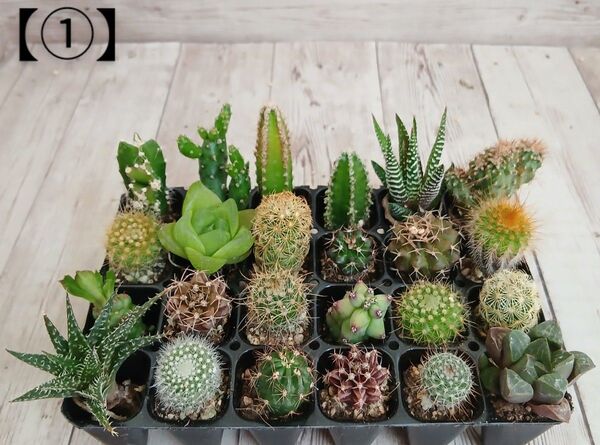 【①】多肉植物 ミニサボテン 抜き苗 24個