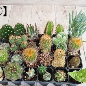 【⑤】多肉植物 ミニサボテン 抜き苗 24個