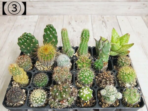 【③】多肉植物 ミニサボテン 抜き苗 24個