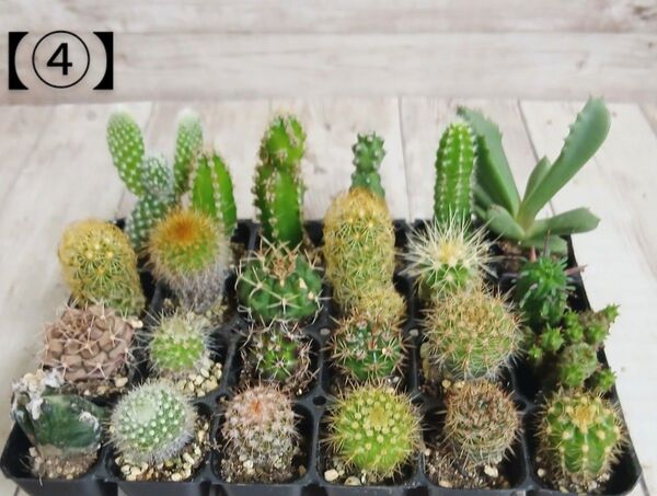 【④】多肉植物 ミニサボテン 抜き苗 24個