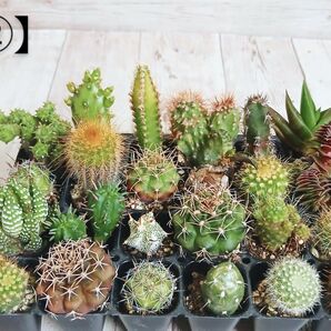 【②】多肉植物 ミニサボテン 抜き苗 24個