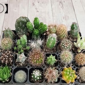 【①】多肉植物 ミニサボテン 抜き苗 24個