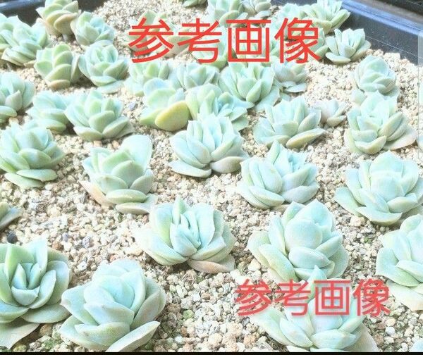 エケベリア ラブリーローズ 葉挿し用 葉っぱ 多肉植物