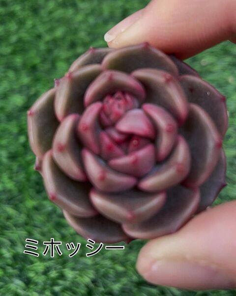 多肉植物 エケベリア ミホッシー
