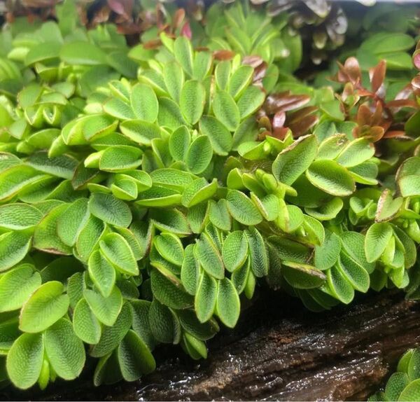 無農薬 水草 2セット