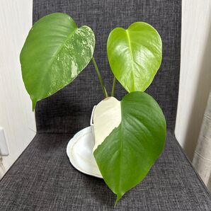 【29】モンステラ 斑入り Monstera 白斑 発根済 希少