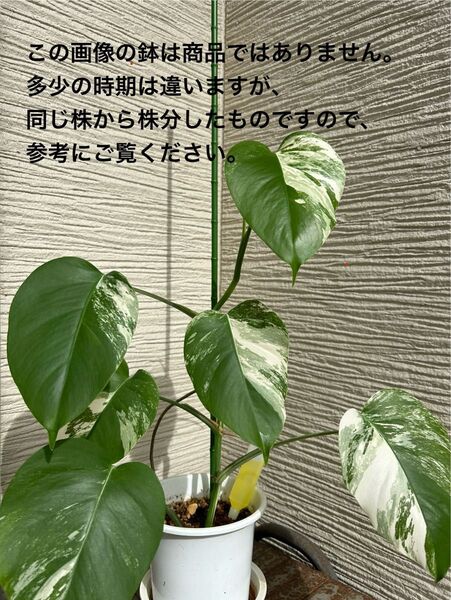 【26】モンステラ 斑入り 発根済み 鉢植え