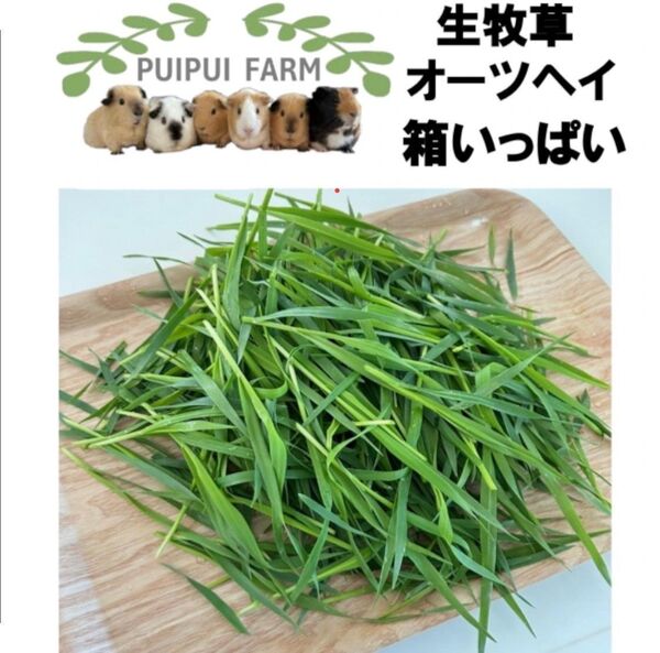 生牧草 オーツヘイ ネコポス箱いっぱい プイプイファーム