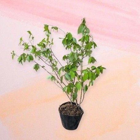 クロモジ 苗木 庭木 植木