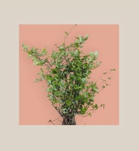 クロモジ 苗木 10本 庭木 観葉植物