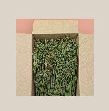 蕨 ワラビ 山菜 7キロ