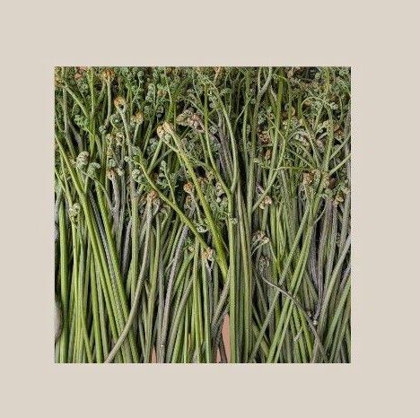 蕨 ワラビ 山菜 7キロ