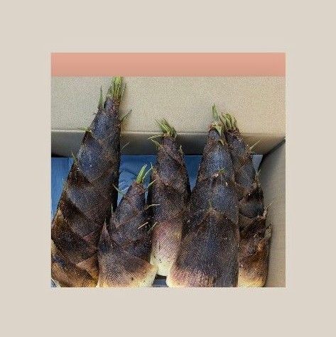 タケノコ 竹の子 孟宗竹 6キロ