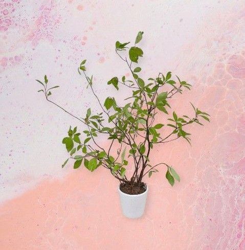 クロモジ 苗木 庭木 植木 香木 観葉植物