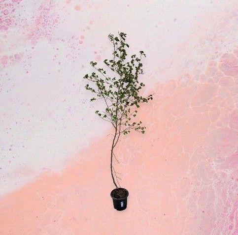 クロモジ 苗木 庭木 植木
