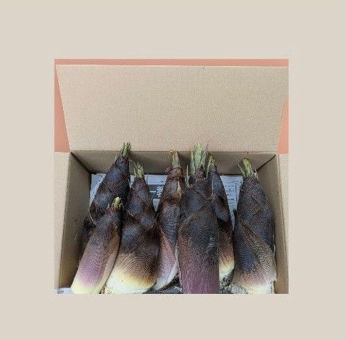 タケノコ 竹の子 孟宗竹 5キロ