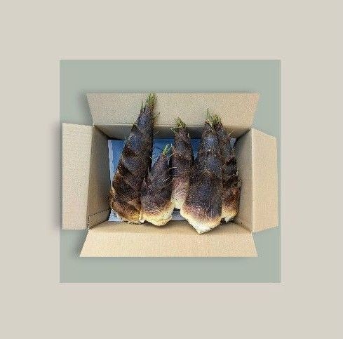 タケノコ 2キロ 孟宗竹