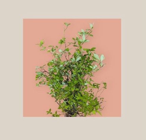 クロモジ 苗木 10本 観葉植物