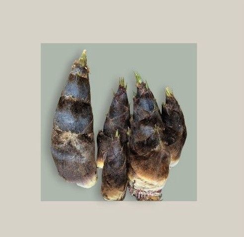 竹の子 タケノコ 孟宗竹 2キロ