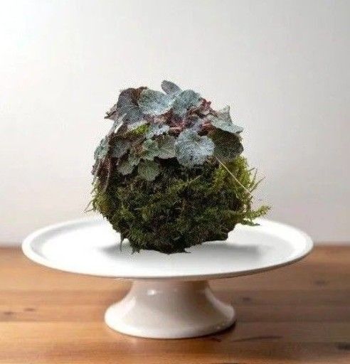 ユキノシタ 雪ノ下 苔玉 MINI盆栽