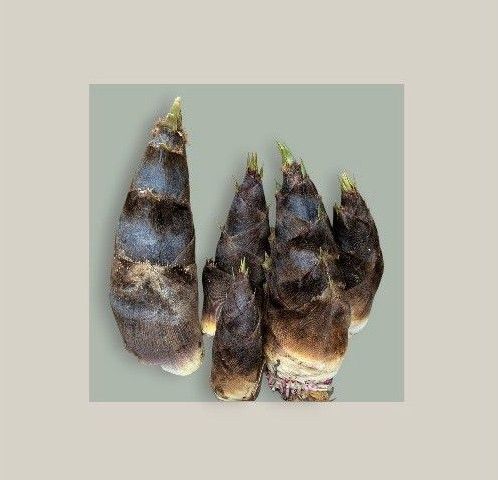 タケノコ 竹の子 孟宗竹 2キロ