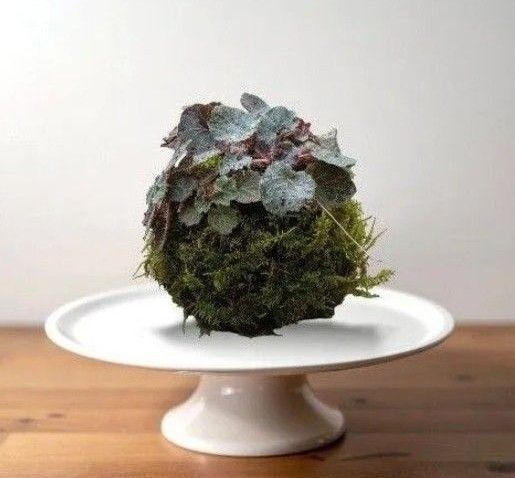 ユキノシタ 雪ノ下 苔玉 MINI盆栽
