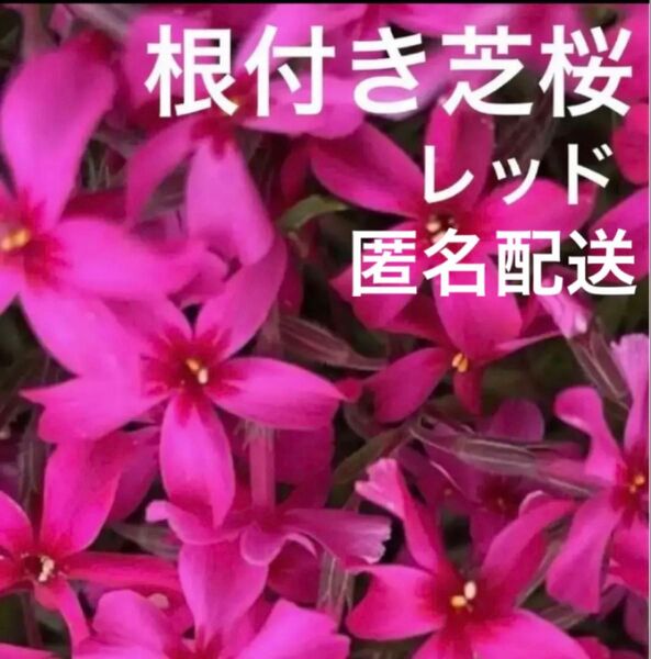 ④1☆芝桜☆シッカリ根付き苗☆初心者向け☆レッド☆スカーレットフレーム